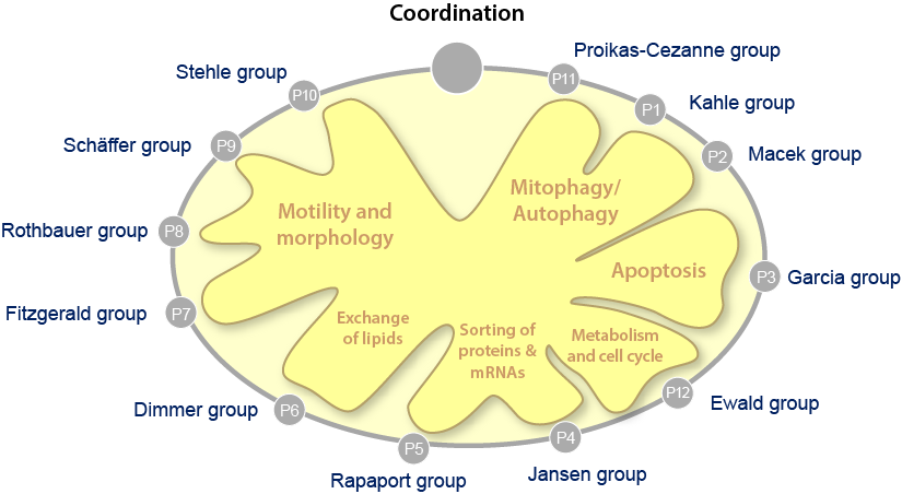imagemap mombrane